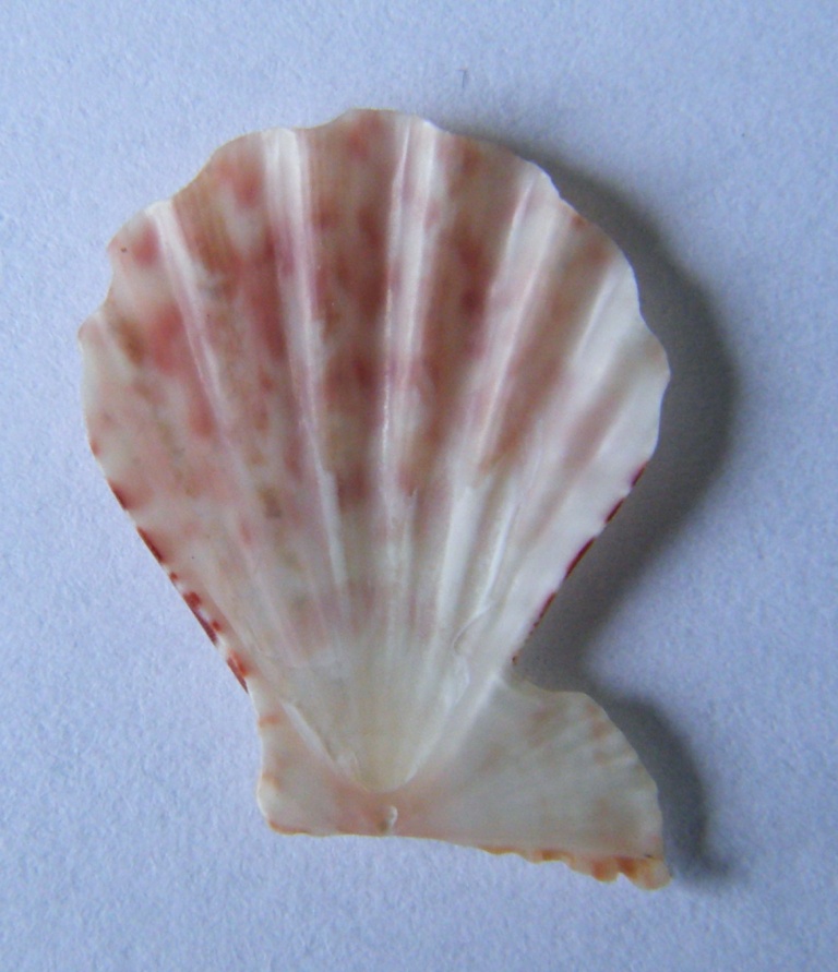 Pecten 2